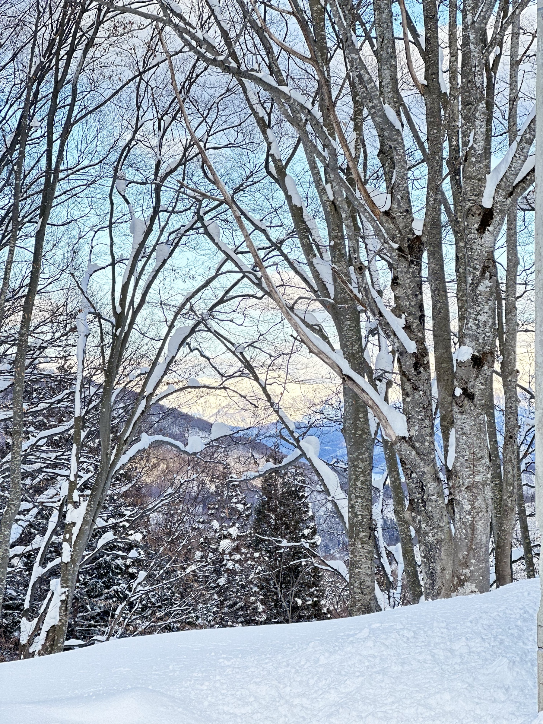 神樂滑雪場覆雪的樹林與遠方山景